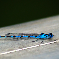 Buy canvas prints of Blue Damselfly by Chris Day