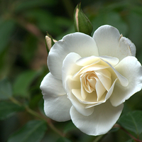 Buy canvas prints of White Rose by Chris Day