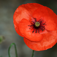 Buy canvas prints of Poppy by Chris Day