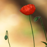 Buy canvas prints of Poppy by Chris Day