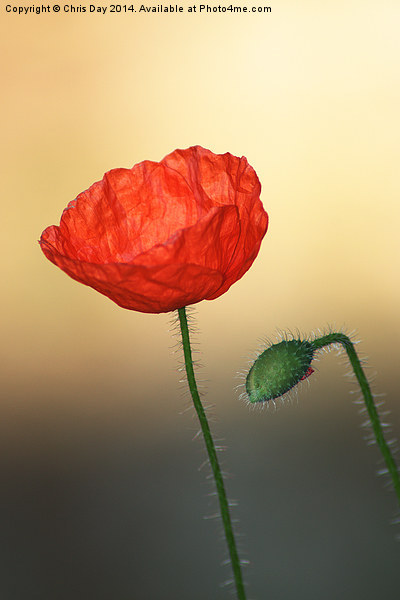 Poppy Picture Board by Chris Day