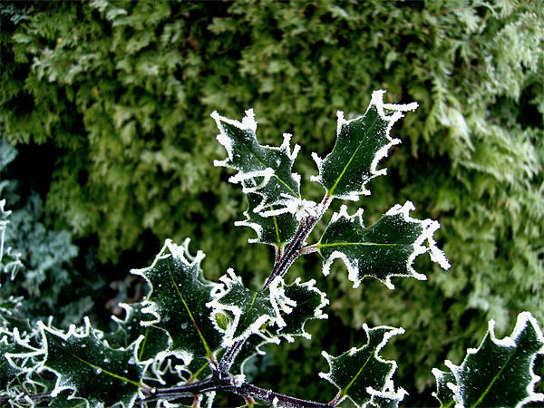 Freezing Holly Picture Board by Chris Day