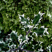 Buy canvas prints of Freezing Holly by Chris Day