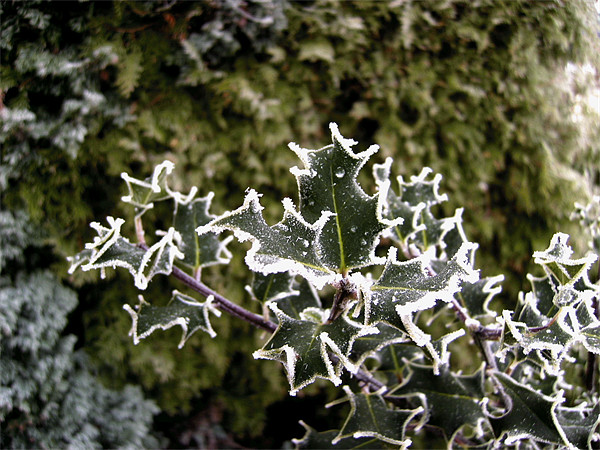 Chilly Holly Picture Board by Chris Day