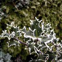Buy canvas prints of Chilly Holly by Chris Day