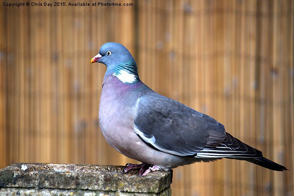 Woodpigeon Picture Board by Chris Day