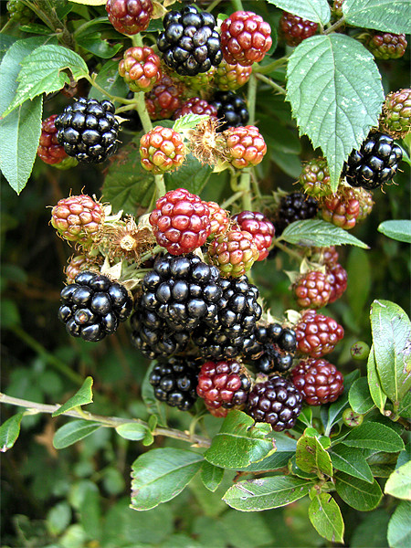 Wild blackberries Picture Board by Chris Day