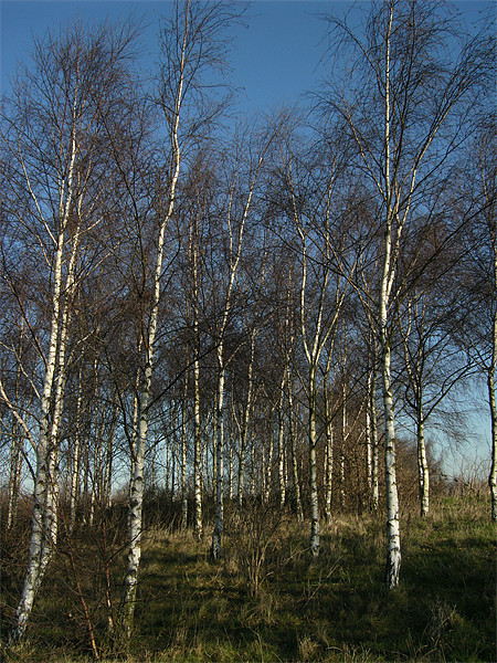 Silver Birch Trees Picture Board by Chris Day