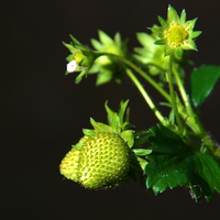 Buy canvas prints of Strawberry Plant by Chris Day