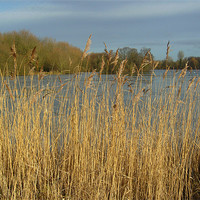 Buy canvas prints of Lakeside Grass by Chris Day