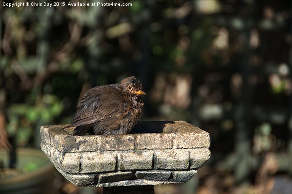 Juvenile Blackbird Picture Board by Chris Day