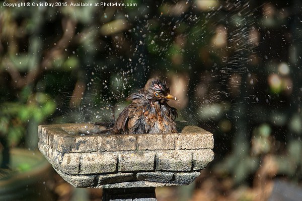 Juvenile Blackbird Washing Picture Board by Chris Day