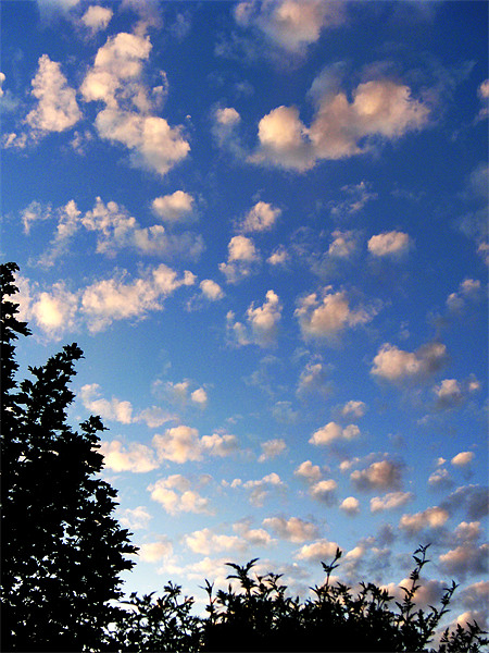 Summer evening clouds Picture Board by Chris Day
