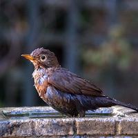 Buy canvas prints of Juvenile Blackbird by Chris Day