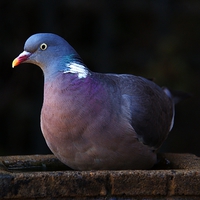 Buy canvas prints of Woodpigeon by Chris Day