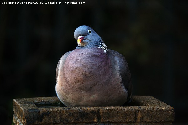 Woodpigeon Picture Board by Chris Day