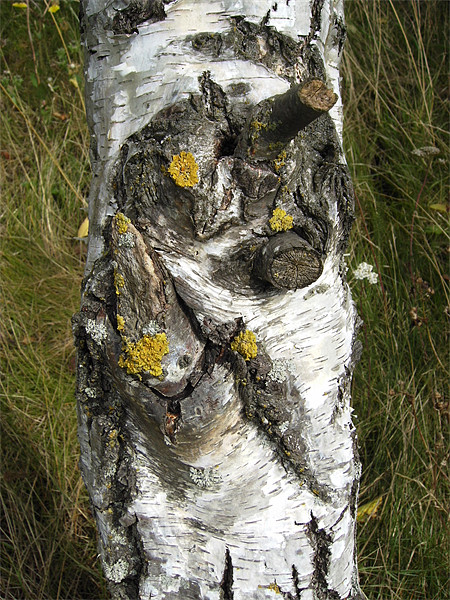 Silver Birch Bark Picture Board by Chris Day