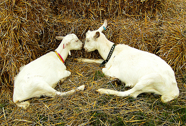 Two Goats Picture Board by Chris Day