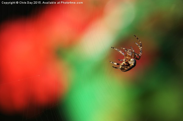  Garden Cross Spider Picture Board by Chris Day
