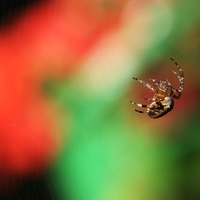 Buy canvas prints of  Garden Cross Spider by Chris Day