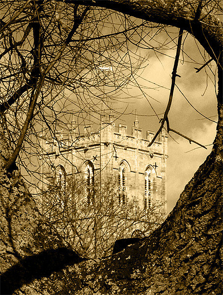 Religious tree in Sepia Picture Board by Chris Day
