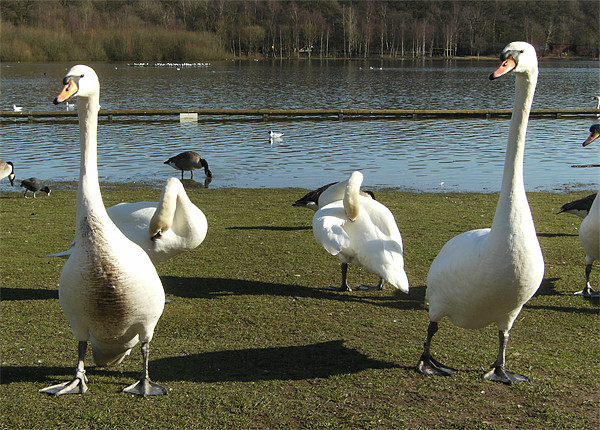 Swanning Around Picture Board by Chris Day