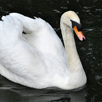 Buy canvas prints of Swan on Parade by Chris Day
