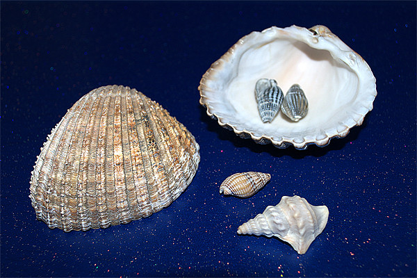 Sea shells Picture Board by Chris Day