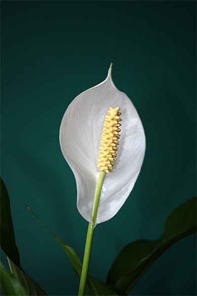 Peace Lily (Spathiphyllum) Picture Board by Chris Day