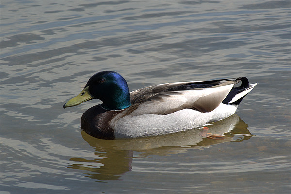 Mallard out for a swim Picture Board by Chris Day