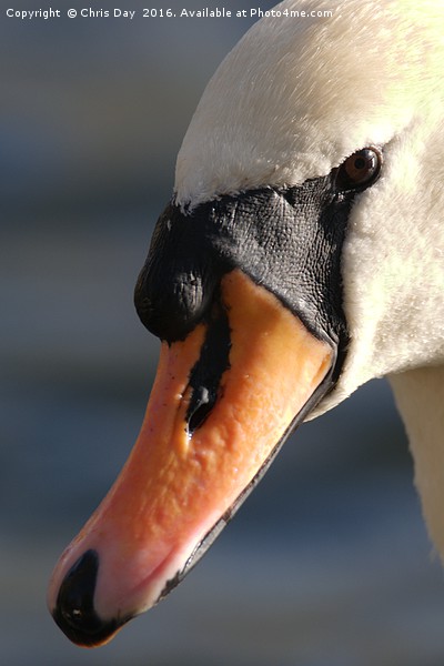 Mute Swan Picture Board by Chris Day