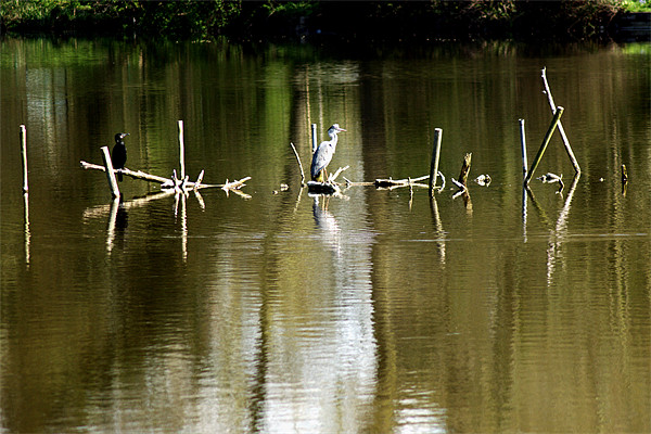 Grey Heron Perches Picture Board by Chris Day