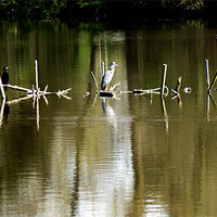 Buy canvas prints of Grey Heron Perches by Chris Day