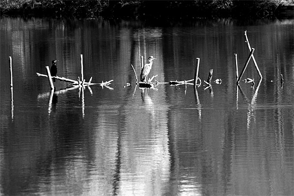 Grey Heron on Black and white perches Picture Board by Chris Day
