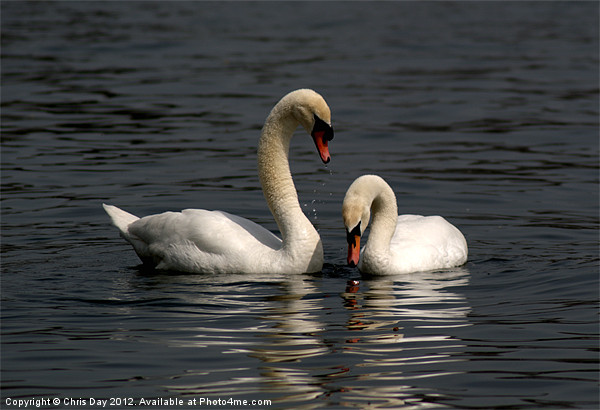 Swans swimming Picture Board by Chris Day