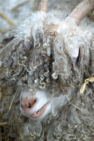 Angora Goat Picture Board by Chris Day