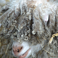 Buy canvas prints of Angora Goat by Chris Day