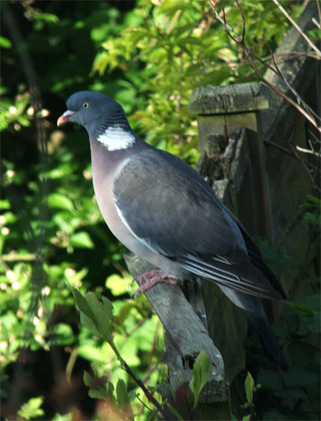 Common Wood Pigeon Picture Board by Chris Day