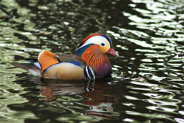 Mandarin Duck Picture Board by Chris Day