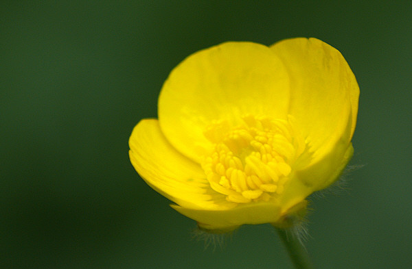 Buttercup Picture Board by Chris Day