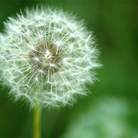 Buy canvas prints of Dandelion seed head by Chris Day