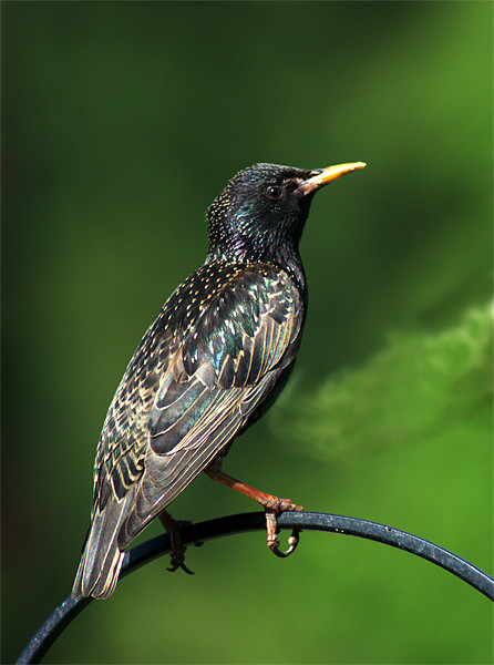 Spotted Starling Picture Board by Chris Day