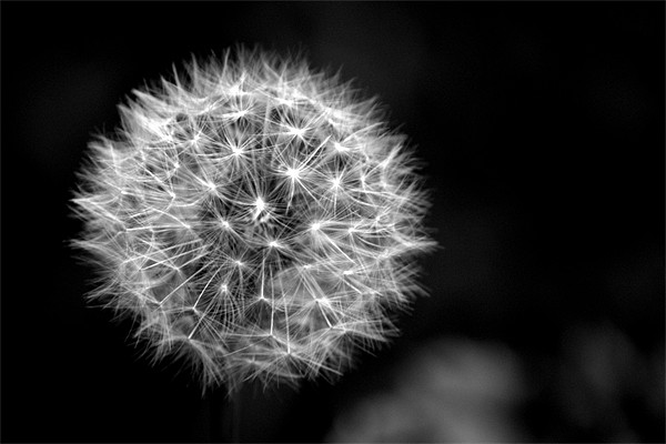 Dandelion seed head (crepis) in Black and white Picture Board by Chris Day