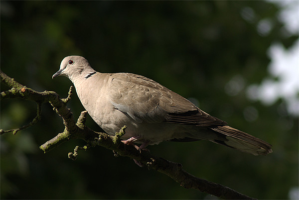 Collared Dove Picture Board by Chris Day