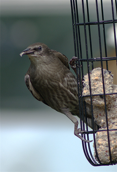 Juvenile Starling Picture Board by Chris Day