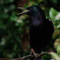 Buy canvas prints of Talking Starling by Chris Day