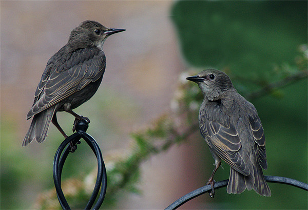 Two Juvenile Starlings Picture Board by Chris Day