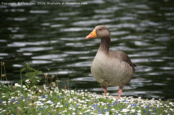 Greylag Goose Picture Board by Chris Day