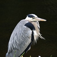 Buy canvas prints of Heron by Chris Day