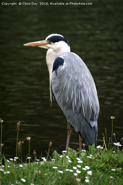 Grey Heron Picture Board by Chris Day
